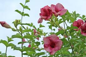 Allamanda blanchetii Starter Plant (Purple Allamanda) - 12in, Fast-Growing Tropical Shrub