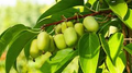 Kiwi Prolific Vine Starter Plant – Self-Pollinating, Cold Hardy, Smooth-Skinned Kiwis (Zones 4-8)