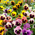 Pansy Mix Pastels Seeds - 100 Edible Viola Tricolor Seed Pack, Cool Weather