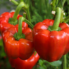 California Wonder Pepper Seeds - Heirloom Capsicum annuum, Sweet & High-Yielding