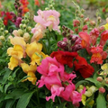Antirrhinum majus Magic Carpet Mix Snapdragon Seeds – 1000+ Seeds for Garden & Cut Flowers