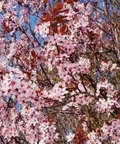 Prunus Cerasifera Cherry Plum Black — 3 Unrooted 6" Cuttings