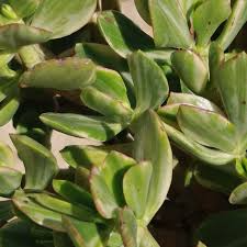 Crassula Ovata Variegata Variegated Jade - 3 Live 4" Unrooted Cuttings