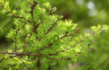 Japanese Larch Tree (Larix kaempferi) 12–14" Live Seedling | 2-Year-Old Starter Plant for Bonsai