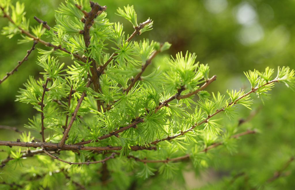Japanese Larch Tree (Larix kaempferi) 12–14" Live Seedling | 2-Year-Old Starter Plant for Bonsai