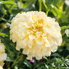 African Marigold Moonlight Seeds - 50 Non-GMO, Bee-Friendly, 18-24" Tall Double Yellow