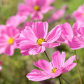 Cosmos Gloria (Cosmos bipinnatus) Seeds – 1000 Seeds, Bright Pink, Pollinator-Friendly, Easy-to-Grow Annual