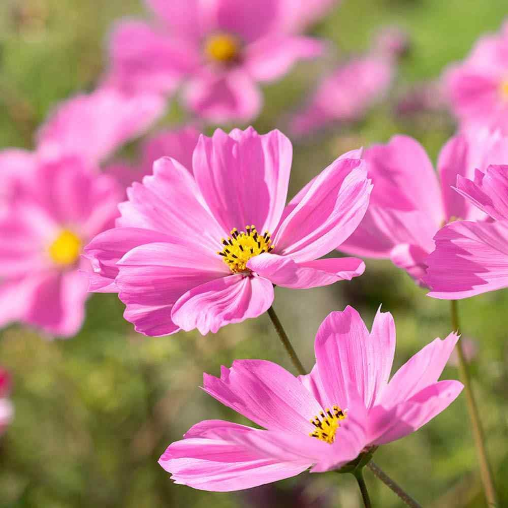 Cosmos Gloria (Cosmos bipinnatus) Seeds – 1000 Seeds, Bright Pink, Pollinator-Friendly, Easy-to-Grow Annual