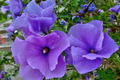 Blue Hibiscus Starter Plant - Alyogyne huegelii | Live Well-Rooted Seedling