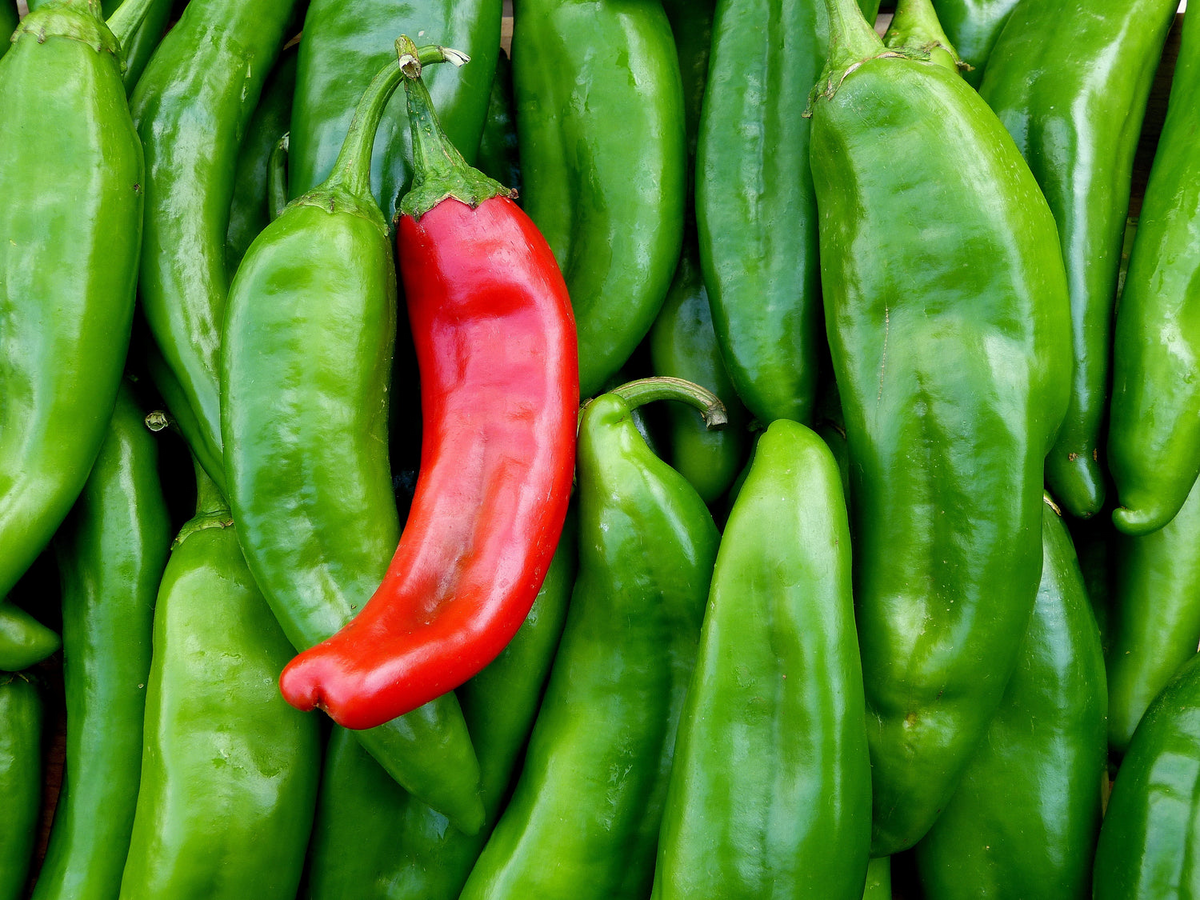 Sonora Mild Hot Pepper Seeds (Capsicum annuum) - 250mg, Non-GMO, Heirloom
