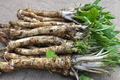 Horseradish Roots for Planting - Large Crowns (Armoracia rusticana) Perennial