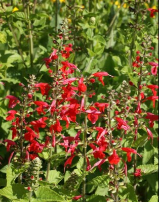 Red Scarlet Sage Salvia Seeds - 500 Seeds, Non-GMO, Hummingbird Attractant, Annual & Perennial