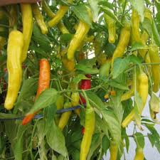 Hungarian Yellow Wax Hot Pepper Seeds - 30 Capsicum annuum Heirloom Seeds