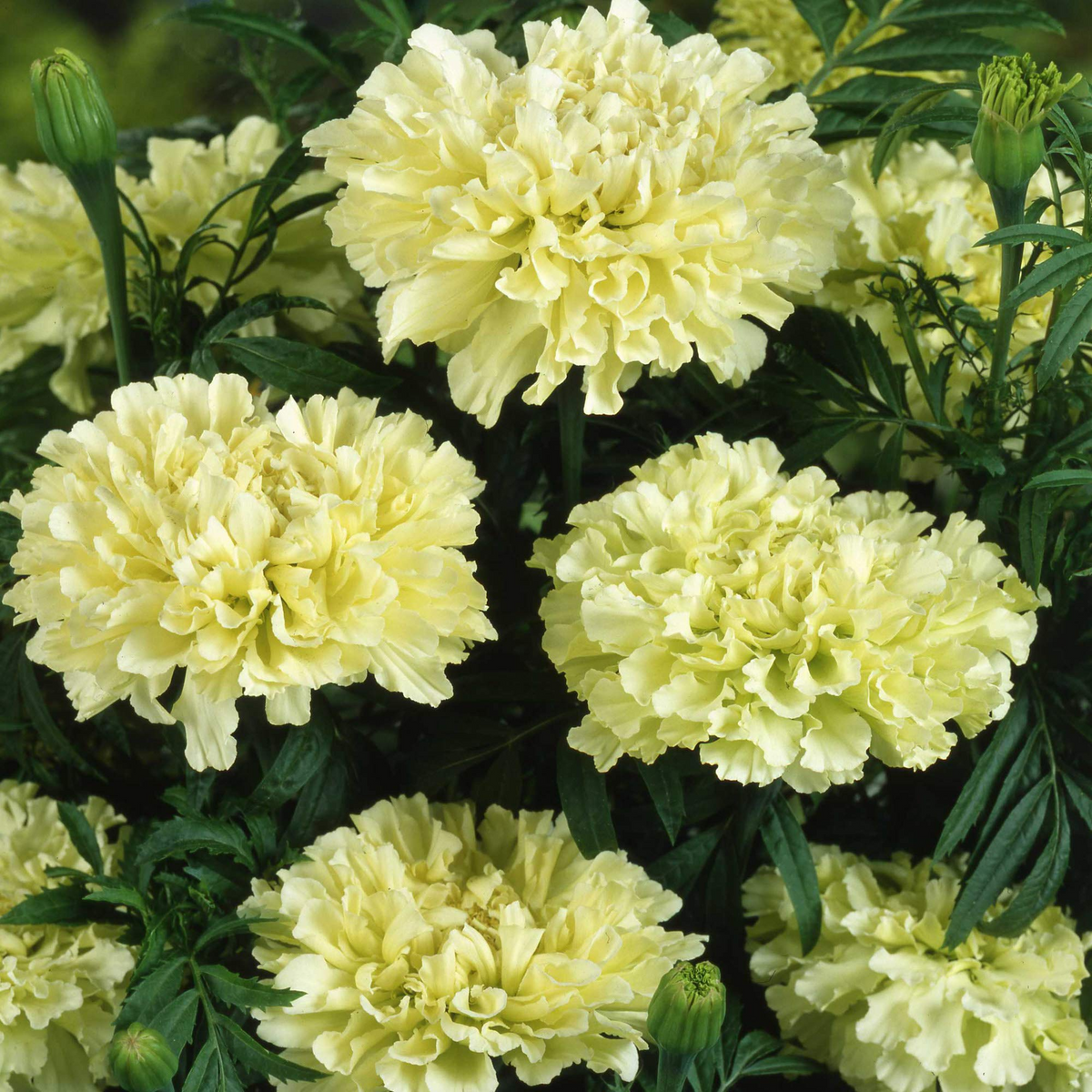 African Marigold Kilimanjaro White Seeds - 50 Count, Tall Creamy Flowers, Non-GMO