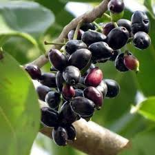 Black Java Plum (Syzygium cumini) 12" Live Fruit Tree - Indian Jamun Starter Plant