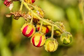 Litchi Tomato Seeds (Solanum sisymbriifolium) – 25 Seeds, Rare Heirloom