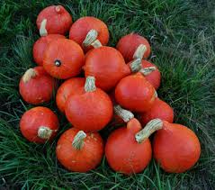 Red Kuri Squash Seeds (Cucurbita maxima) - 10 Seeds, Heirloom, Non-GMO