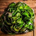 Bronze Mignonette Butterhead Lettuce Seeds - 1g (Approx. 800 Seeds) Lactuca sativa