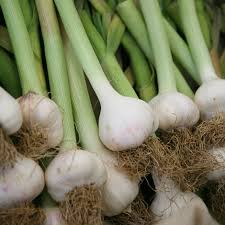 Gilroy California White Garlic (Allium sativum) – 5 Bare Root Bulbs, Heirloom Hardneck