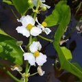 Aquatic Broadleaf Arrowhead Roots (Sagittaria latifolia) - 5 Starter Plants