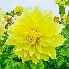 Dahlia Kelvin Floodlight Live Tuber – Yellow Dinnerplate Dahlia | 36-48"