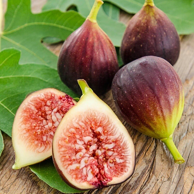 Fig Tree Cutting (Ficus carica) - 17" Rooted Live Plant with Pot, Ready to Plant