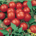 Tiny Tim Micro Dwarf Tomato Seeds – 30 Count | Solanum lycopersicum