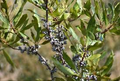 Bayberry Bush (Myrica pensylvanica) Bare Root Plant | 1 Live Plant for Privacy Hedge