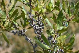 Bayberry Bush (Myrica pensylvanica) Bare Root Plant | 1 Live Plant for Privacy Hedge