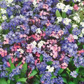 Forget-Me-Nots Mixed Colors Seeds - 500 Non-GMO Myosotis, Early Blooming Perennial