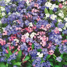 Forget-Me-Nots Mixed Colors Seeds - 500 Non-GMO Myosotis, Early Blooming Perennial