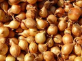 Texas Grano 502 Onion Seeds - Allium cepa | 250 mg Heirloom Sweet Onion for Planting