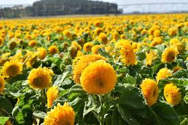 Teddy Bear Sunflower Seeds (1g) - Dwarf Sungold, Compact Fuzzy-Bloom Sunflowers for Pots & Gardens
