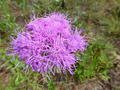 Florida Paintbrush Seeds (Carphephorus corymbosus) - 25 Seeds, Purple Wildflowers