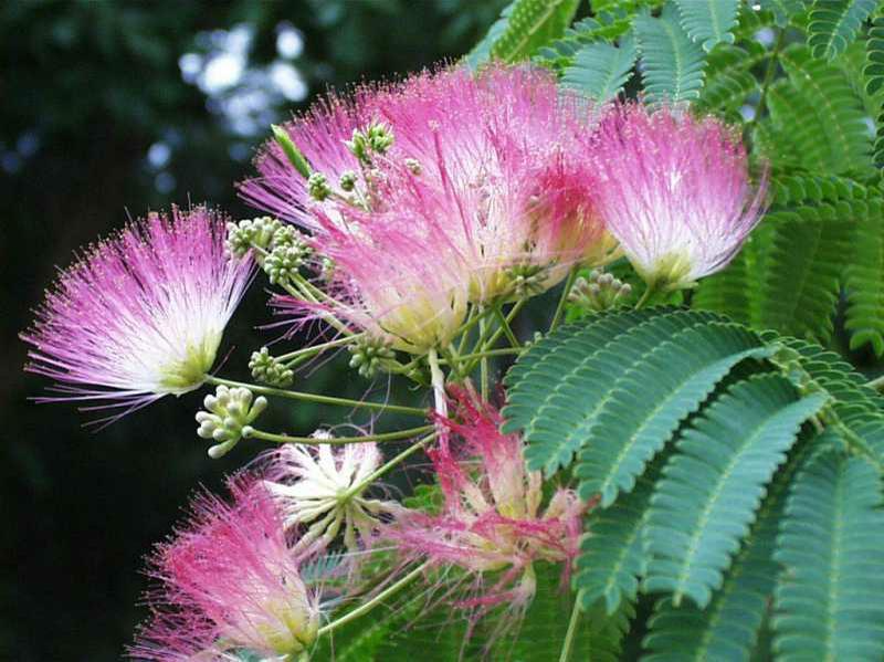Silk Mimosa Tree Seedlings - 6" Pink Powder Puff Flowers, Attracts Butterflies & Hummingbirds
