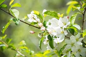Roselow Sargent Crabapple Tree (Malus sargentii) - Bare Root 10-12"