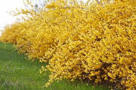 Golden Forsythia Gold Cuttings - 15 6-8" Starter Cuttings for Privacy Hedge