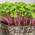 Radish Triton Purple Stem Seeds (1g) - Edible Podded Radish, Non-GMO, Fast-Growing