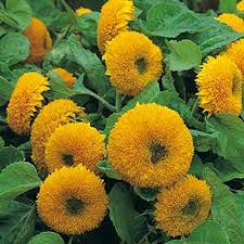 Teddy Bear Dwarf Sunflower Seeds (1g) - Sungold, Double-Blooming, Pollen-Free