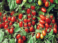 Baby Roma Tomato Seeds - 30 High-Germination Heirloom Seeds, Sweet Mini Plum Tomatoes