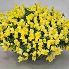 Candy Showers Yellow Snapdragon Seeds (Antirrhinum majus) - 1000+ Seeds, Cascading Yellow Blooms