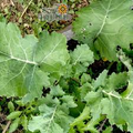 Kale Dwarf Siberian Improved Seeds - 300 Non-GMO Heirloom Brassica oleracea
