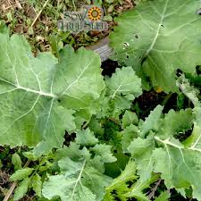 Kale Dwarf Siberian Improved Seeds - 300 Non-GMO Heirloom Brassica oleracea