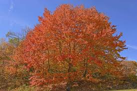Sugar Maple Tree Seeds (Acer saccharum) — 30 Premium Seeds for Fall Color & Maple Syrup