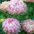Peony Duchess Apricot Aster Seeds - Tall 24-28" - Soft Pink-Apricot Blooms, Cut Flowers, Zones 3-9