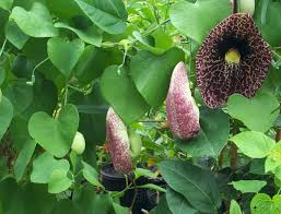 20 Creeping Dutchman's Pipe Vine Seeds (Aristolochia debilis) - Fast-Growing Perennial