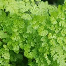 Chervil Seeds (Anthriscus cerefolium) - 400 Seeds for Culinary Garnish