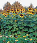 Sunflower Skyscraper Seeds - 25 Premium Helianthus annuus, Heirloom, Non-GMO, Giant 12 ft Tall