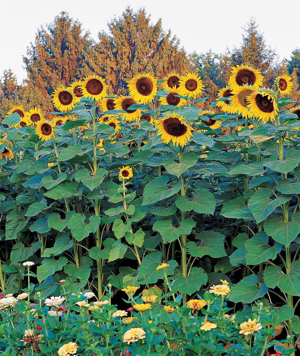 Sunflower Skyscraper Seeds - 25 Premium Helianthus annuus, Heirloom, Non-GMO, Giant 12 ft Tall