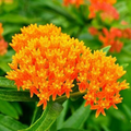 Milkweed Mix Deluxe Seeds 100 | Perennial Monarch Host Plant, Non-GMO, Attracts Pollinators